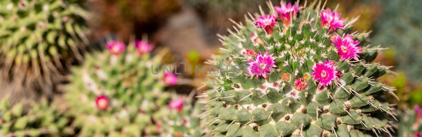 Echinocactus, Cereus and many other cacti in a tropical greenhouse