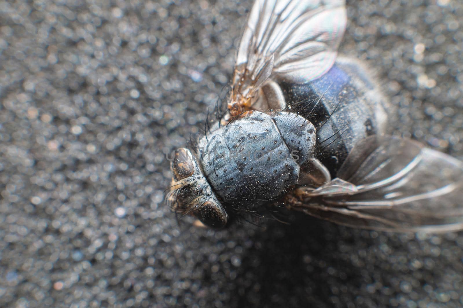 Extremely close-up of a dead fly covered with dust particles. Shallow depth of field dead insects.