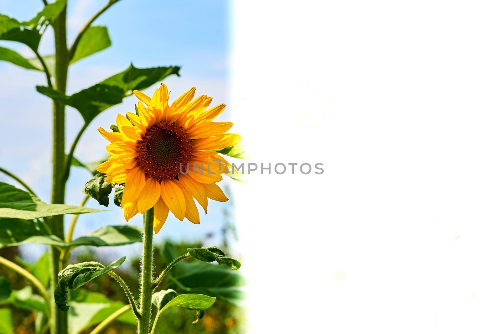 Green,yellow and blue.Blossoming sunflower and space for text by jovani68