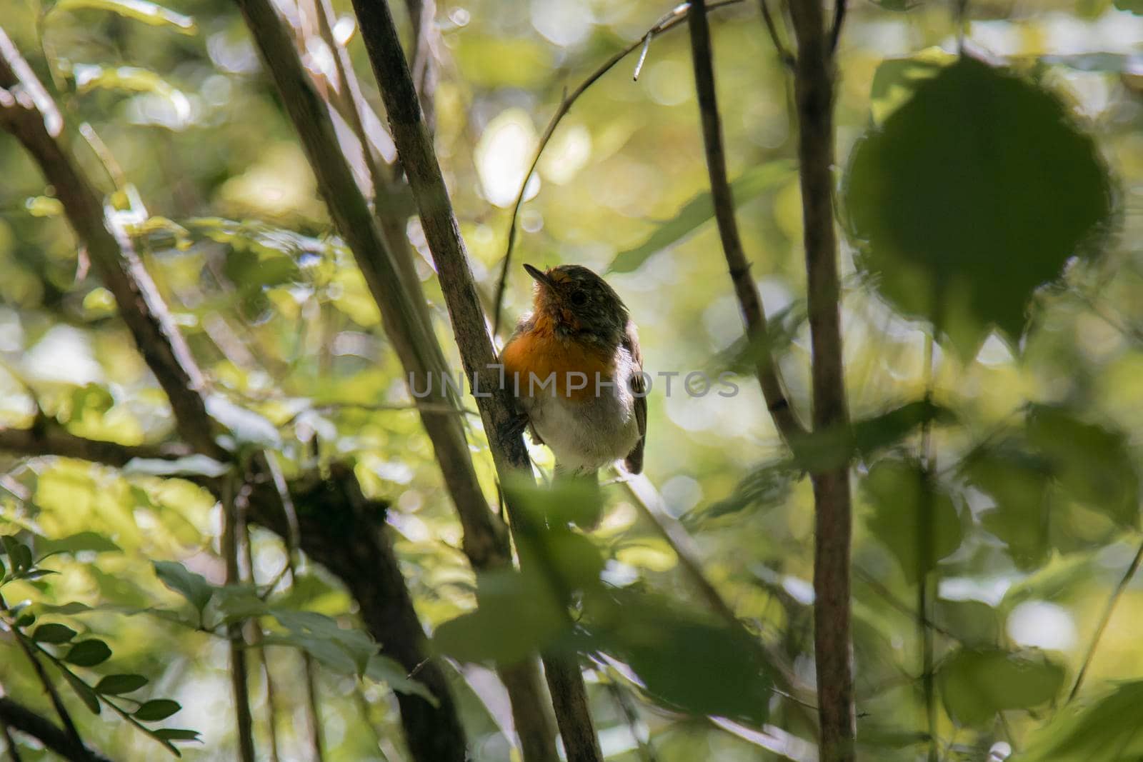 Small bird among branches by ValentimePix