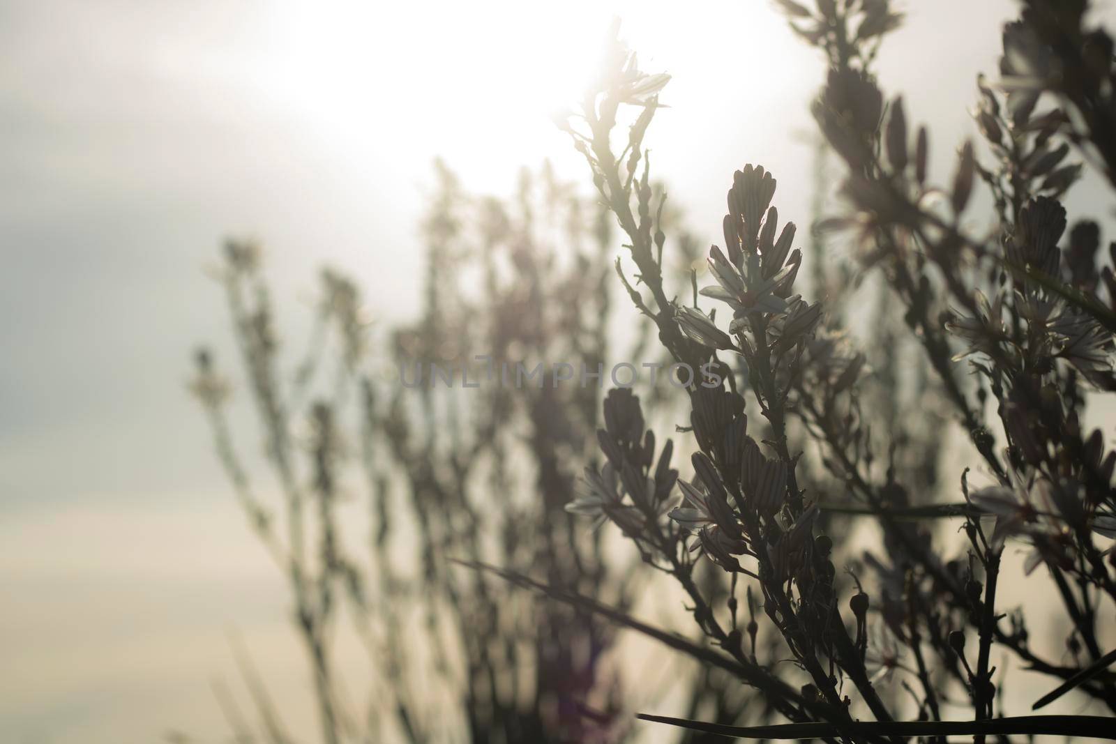 Backlight winter flowers by ValentimePix