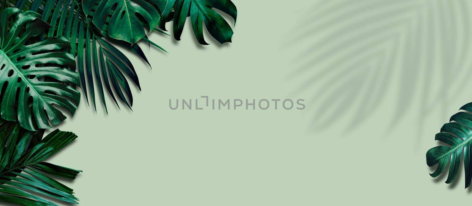 Tropical leaves banner on green background with leaf shadow by Myimagine