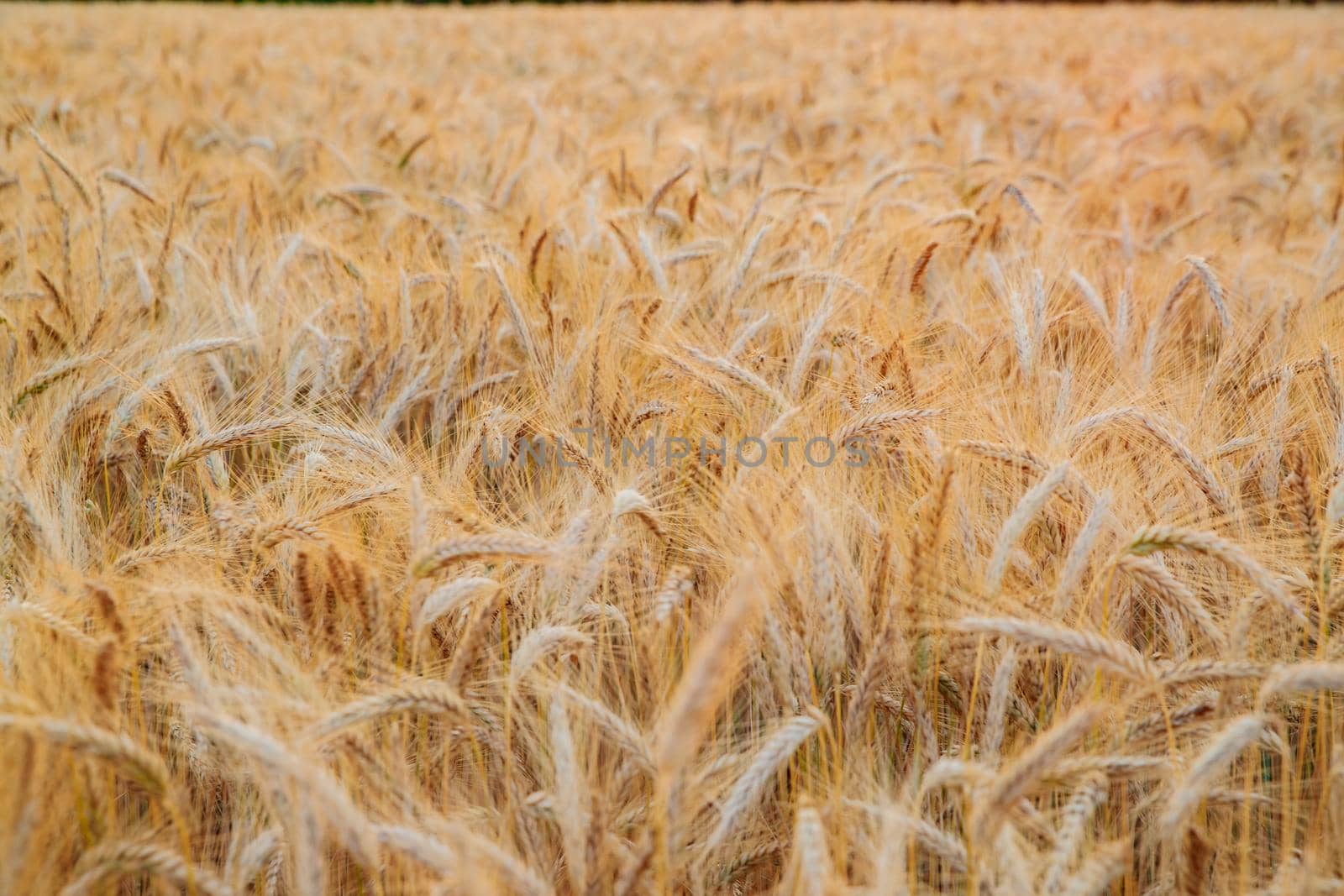 Wheat ears on a wind at sunset, yellow warm light, ripe cones, France, Provence, horizon, gold, rye field, sunset light, backlit. High quality photo