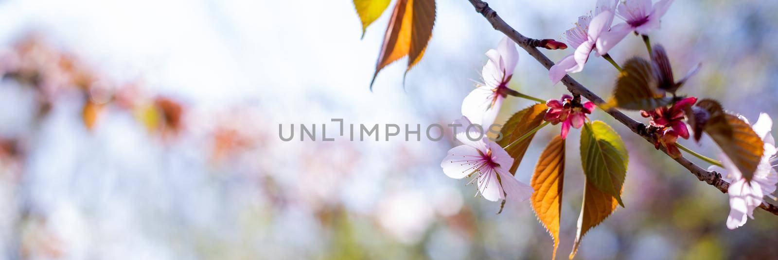 Cherry Blossoms with white Petals on Spring on a sunny day