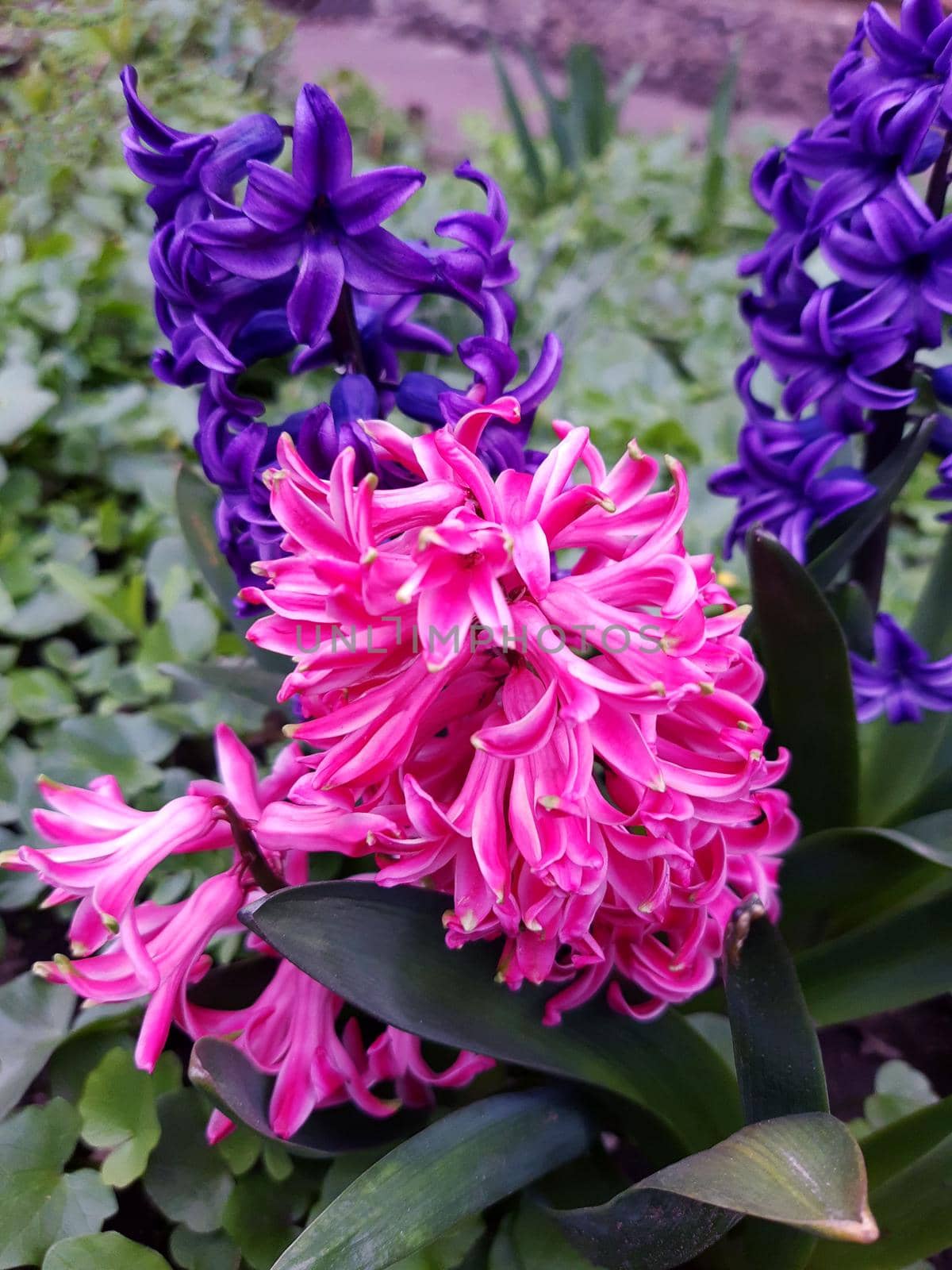 Flowers of hyacinth orientalis against the background of green leaves close-up.