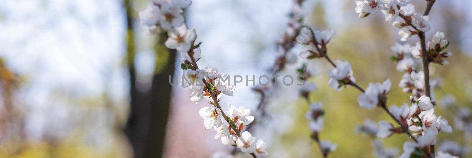 Cherry Blossoms with white Petals on Spring on a sunny day