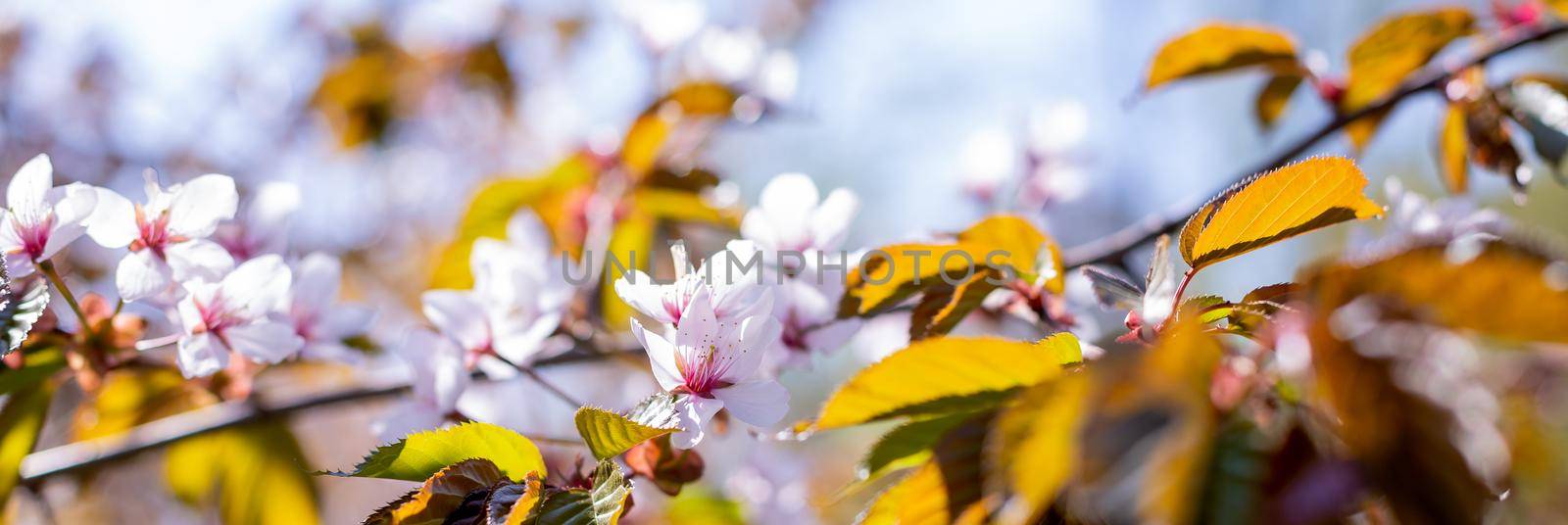 Cherry Blossoms with white Petals on Spring on a sunny day