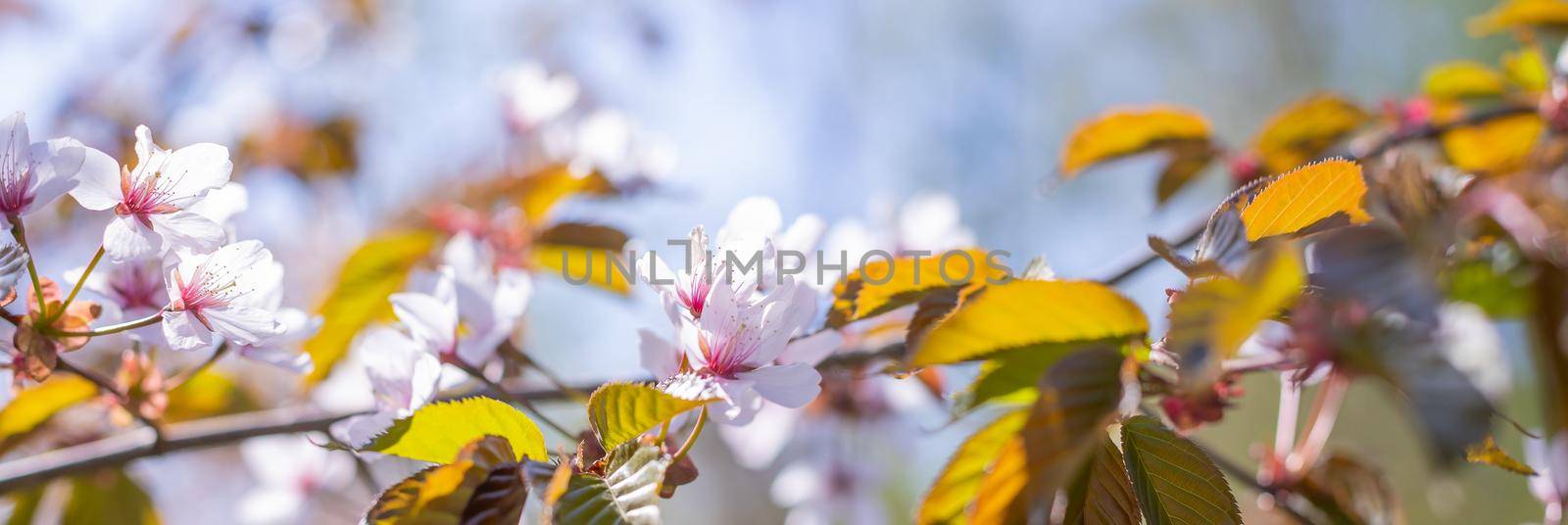 Cherry Blossoms with white Petals on Spring on a sunny day