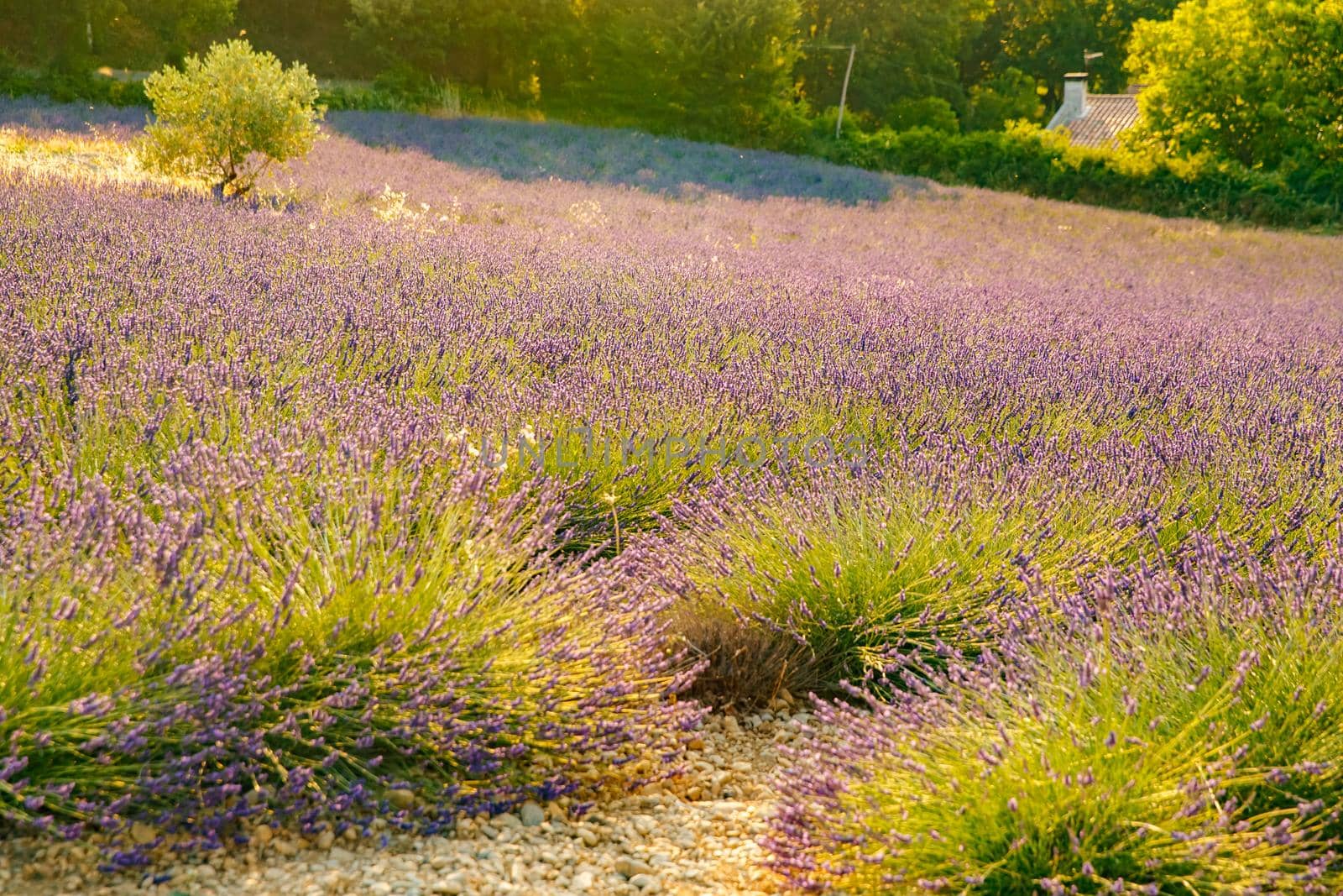 Are long rows of flowering lavender at sunset, field of lavender in France, Valensole, Cote Dazur-Alps-Provence, house on a background, backlit. High quality photo