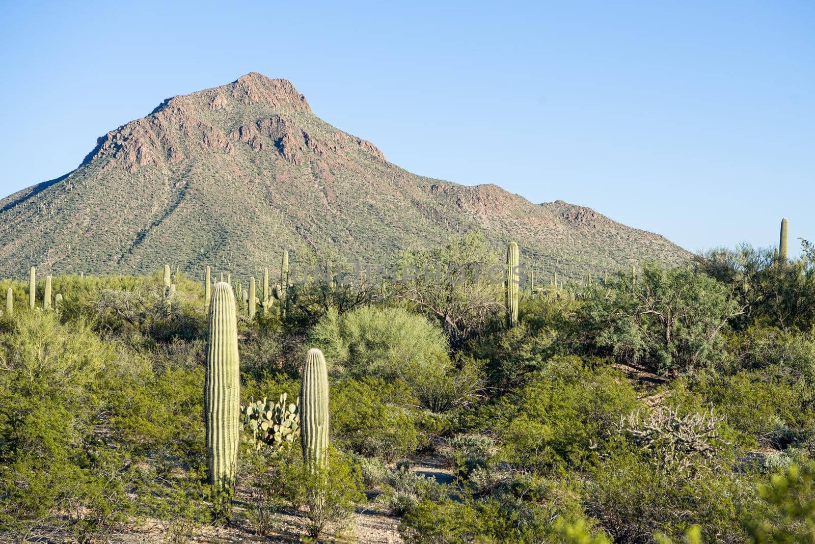 Saguaros in Tucson Arizona by lisaldw