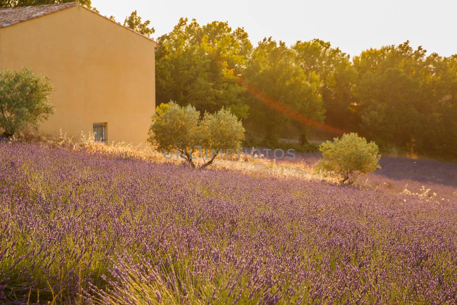 Are long rows of flowering lavender at sunset, field of lavender in France, Valensole, Cote Dazur-Alps-Provence, house on a background, backlit. High quality photo