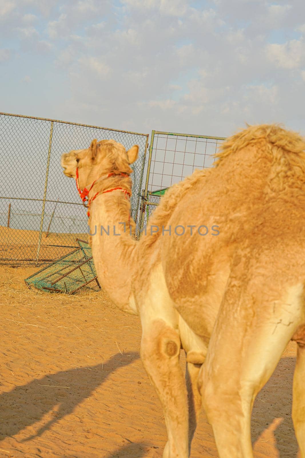 Arabian Desert Camel (United Arab Emirates). Shooting Location: Dubai