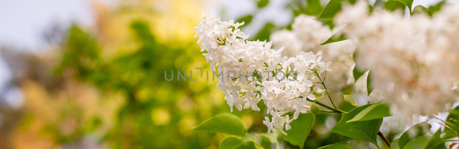 Blooming lilac branches in the park against the blue sky. Spring concept. Lilacs bloom beautifully in spring.