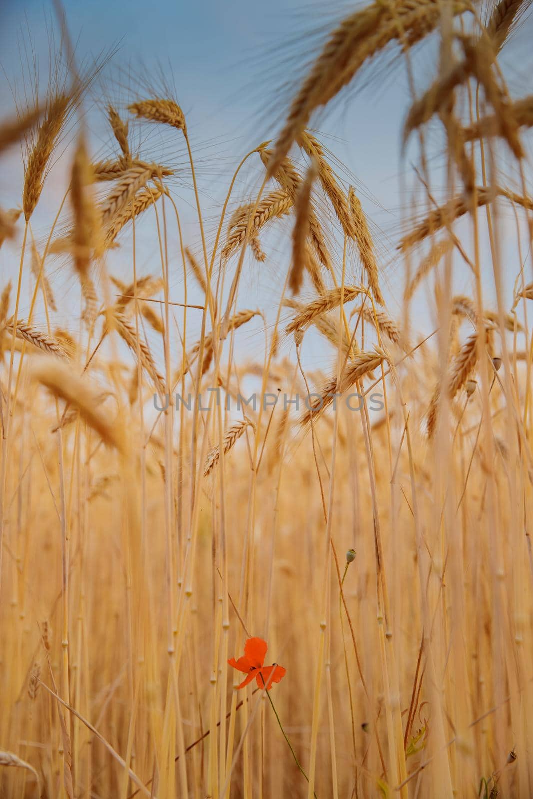 A single red flower among wheat stalks, a poppy seed flower, wheat grains in a blue sky. High quality photo