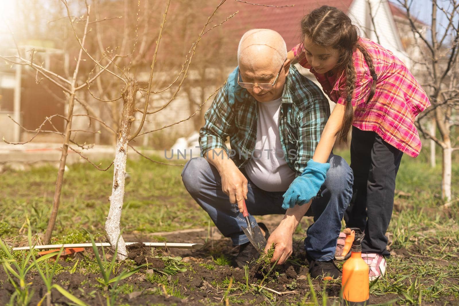 Small girl with senior grandfather gardening in the backyard garden.