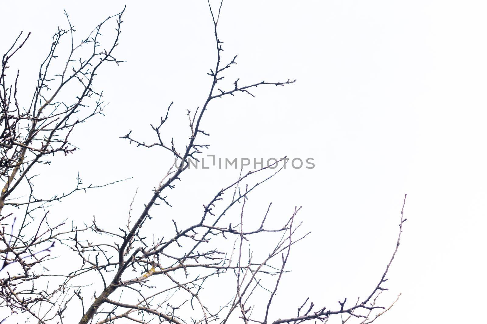 Dry bare tree branches on a background of blue sky in sunny weather.