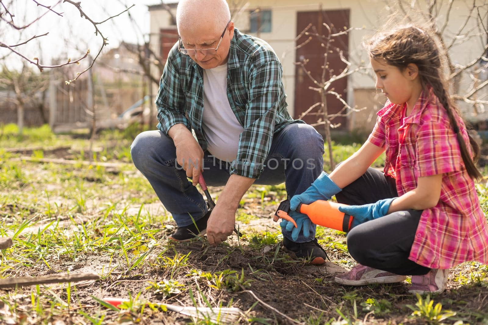gardening, grandfather and granddaughter in the garden pruning trees.