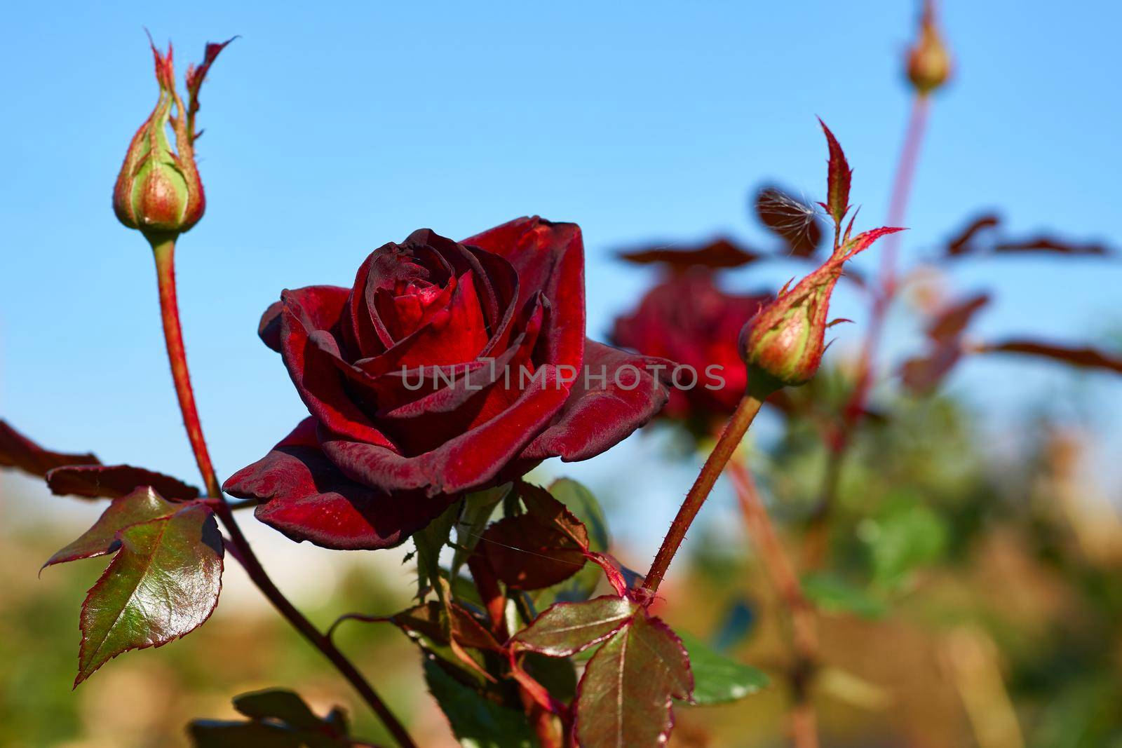 Red rose with young buds of the black magic family on a sunny green day by jovani68