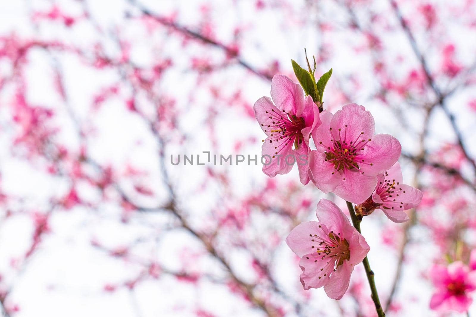 Pink blossom tree at spring. Flower closeup.