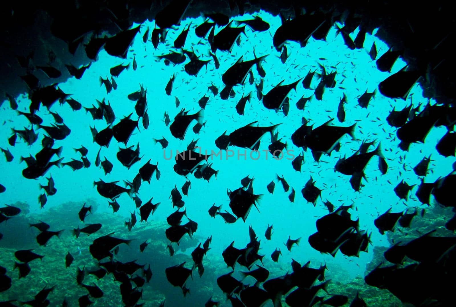 Picturesque underwater world with coral reefs