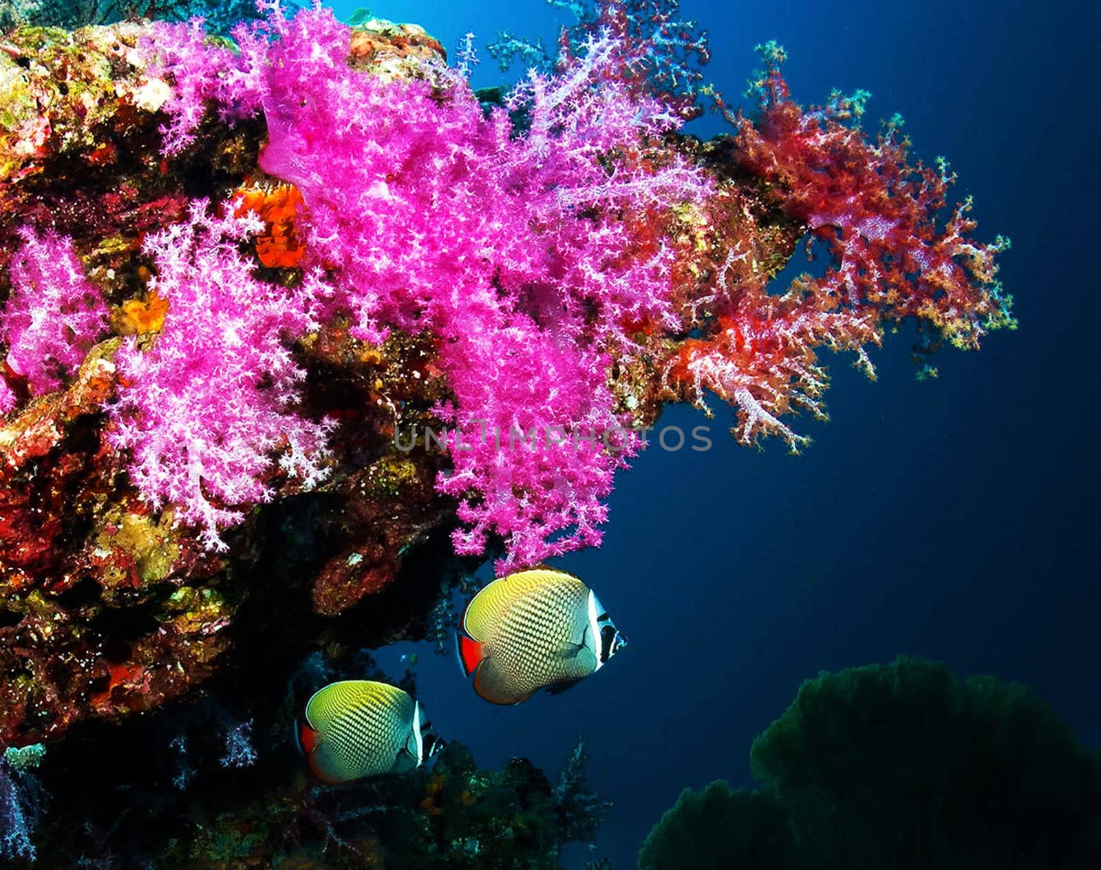 Amazing underwater world, Underwater world scene. by TravelSync27