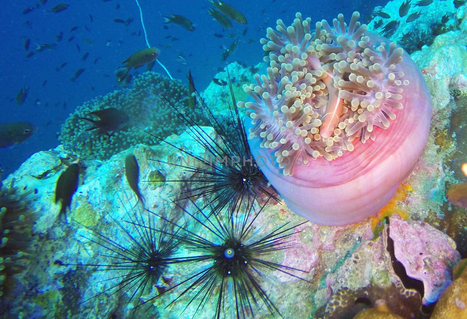 Amazing underwater world, Underwater world scene.