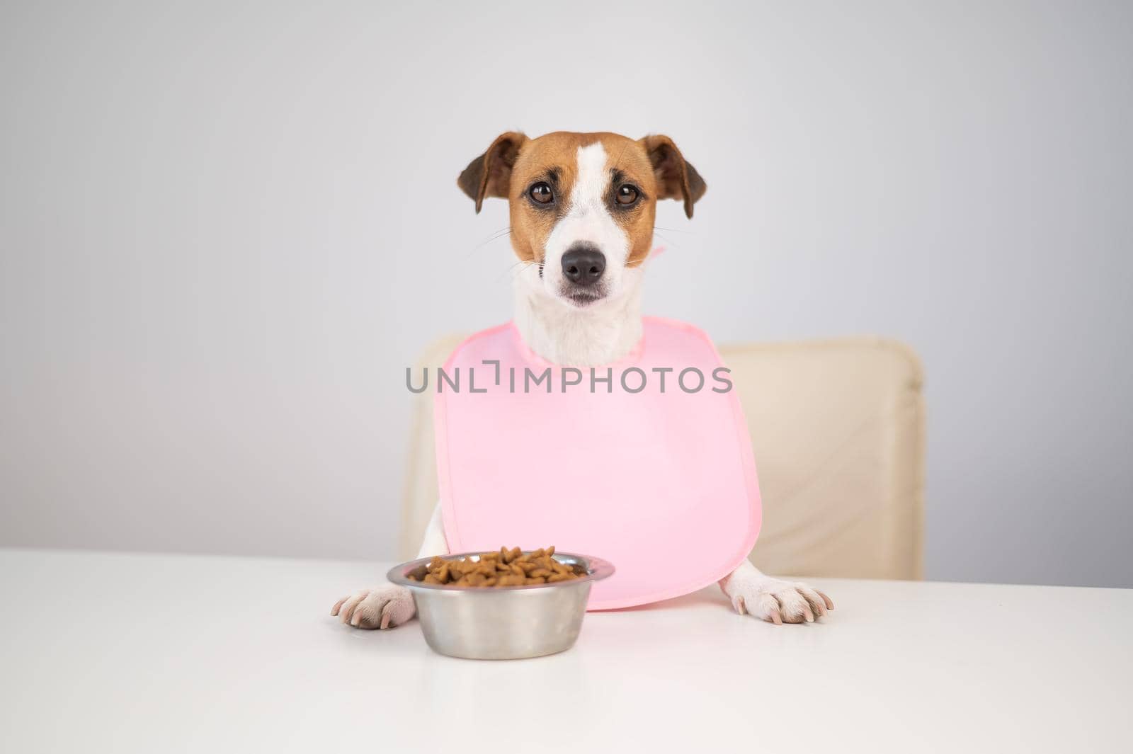 Dog jack russell terrier at the dinner table in a pink bib