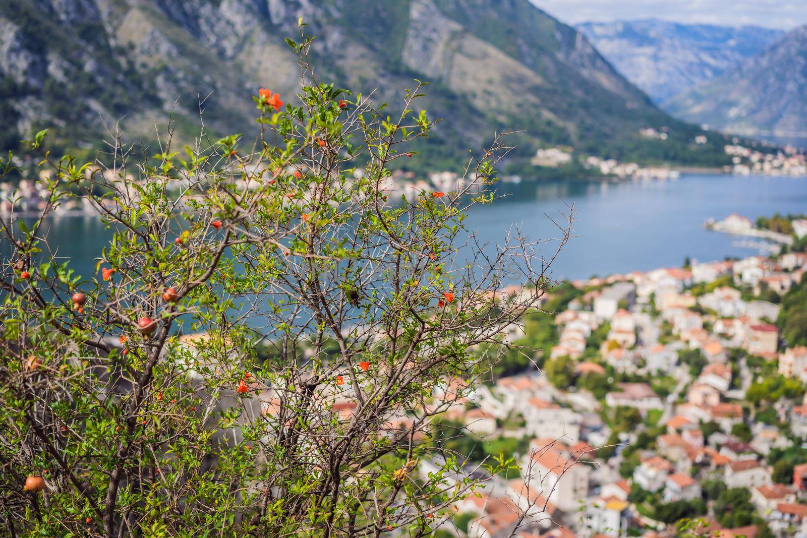 Montenegro. Bay of Kotor, Gulf of Kotor, Boka Kotorska and walled old city. Fortifications of Kotor is on UNESCO World Heritage List since 1979.