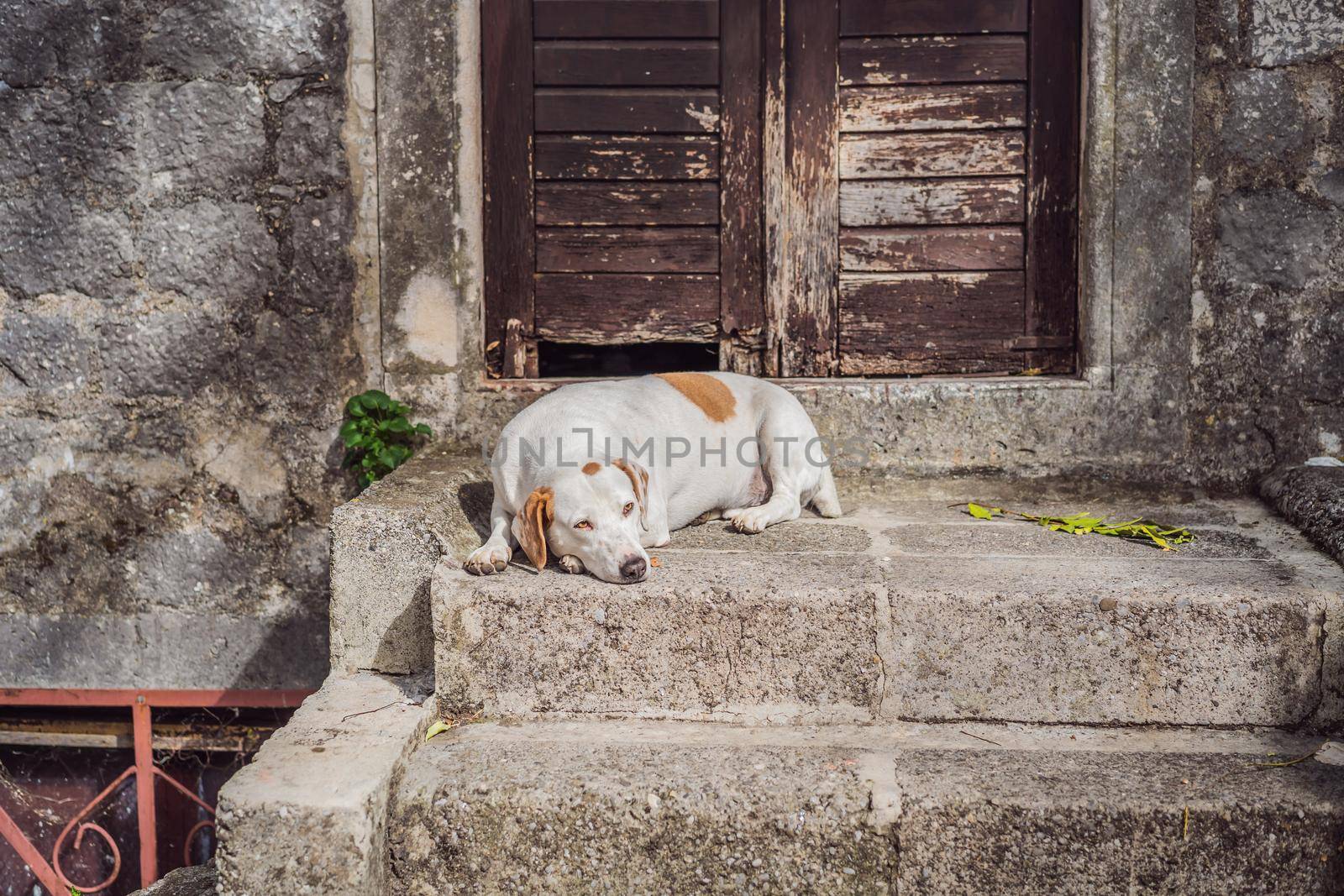 Dog on the street of Kotor, the city with the cats in Montenegro.