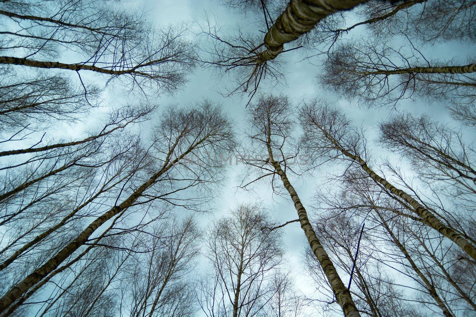 View of the treetops without leaves and the cloudy sky, tall trees in february