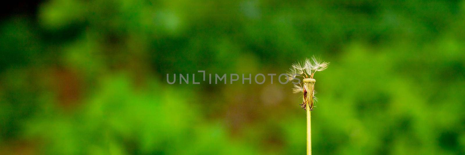 Dandelion blossoms in the spring and summer season, floral web banner, meadow with flowers, blue sky