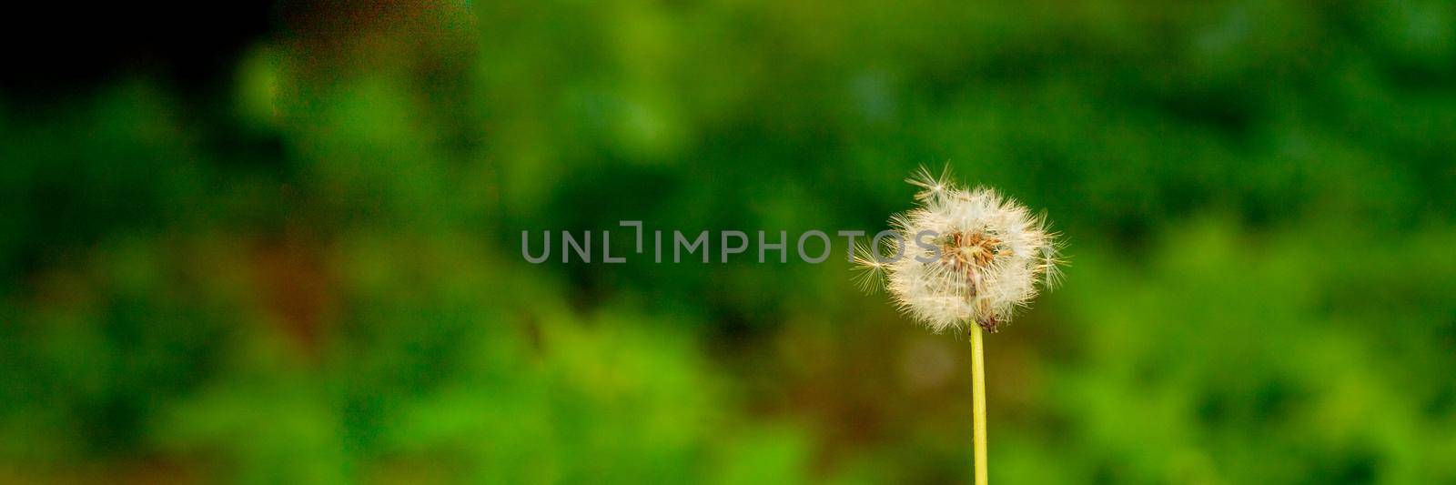 Dandelion blossoms in the spring and summer season, floral web banner, meadow with flowers, blue sky