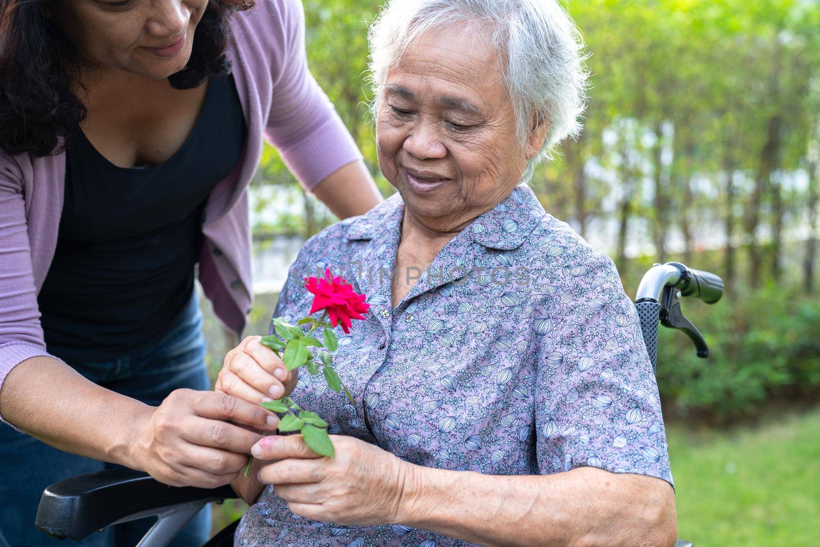 Caregiver daughter hug and help Asian senior or elderly old lady woman holding red rose on wheelchair in park.