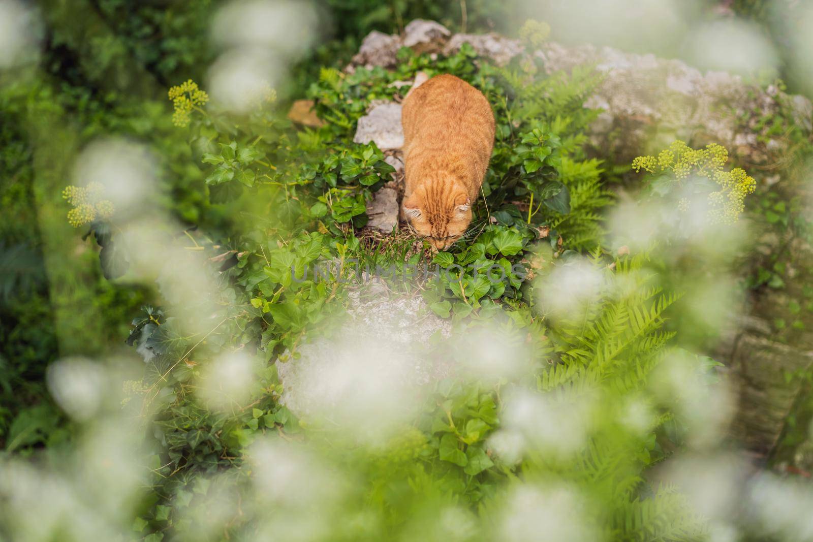 Cat on the street of Kotor, the city with the cats in Montenegro by galitskaya