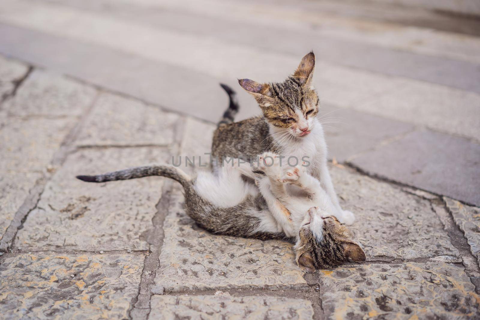 Cat on the street of Kotor, the city with the cats in Montenegro by galitskaya