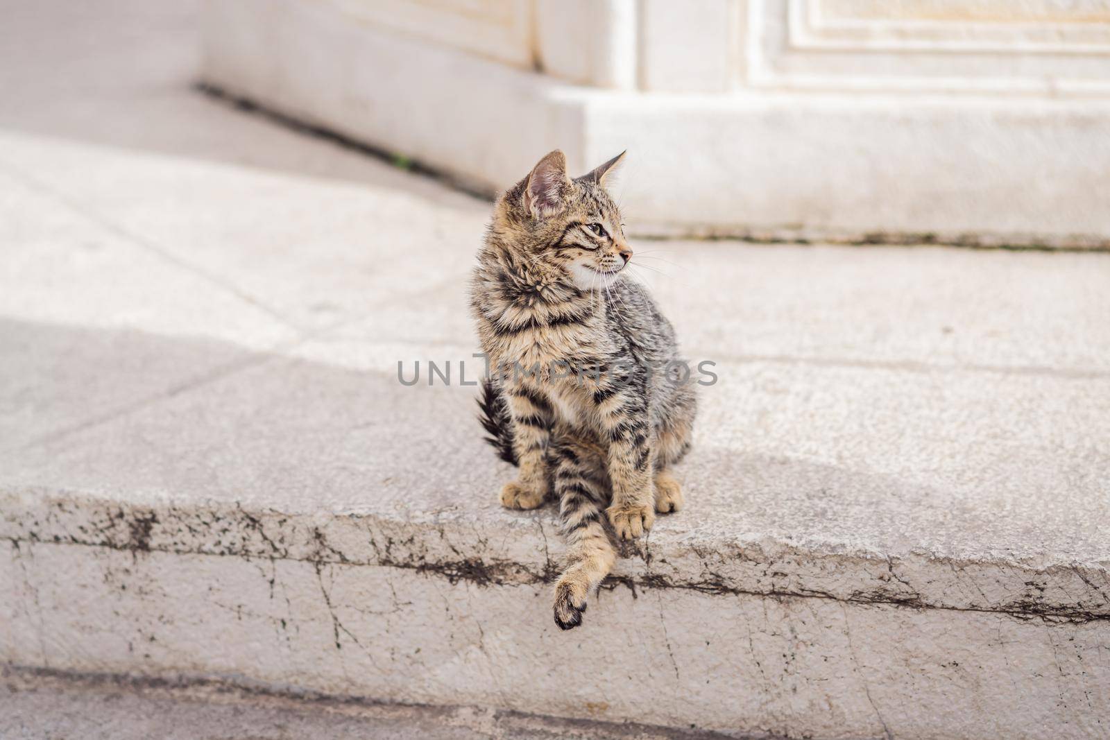 Cat on the street of Kotor, the city with the cats in Montenegro by galitskaya