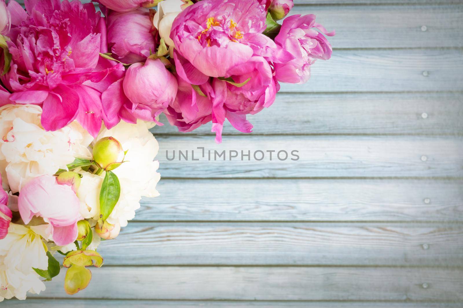 Border of Beautiful pink and white peony flowers on wooden table with copy space for your text top view and flat lay style.