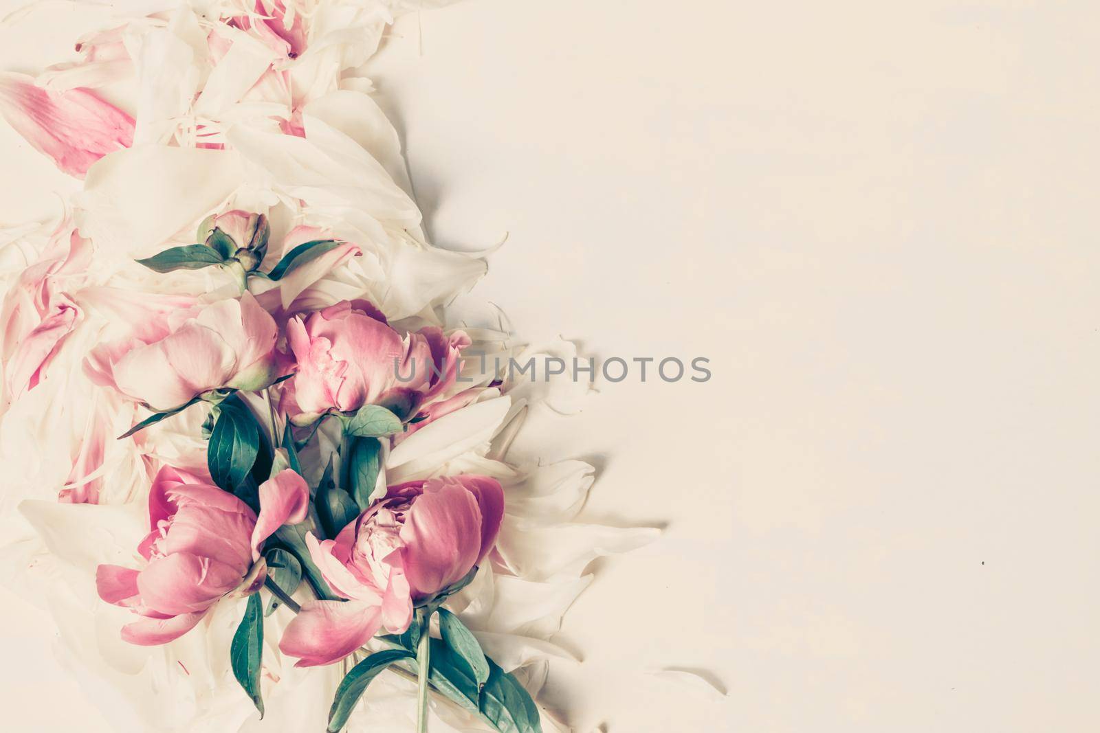 Border of Beautiful pink and white peony flowers on wooden table with copy space for your text top view and flat lay style.