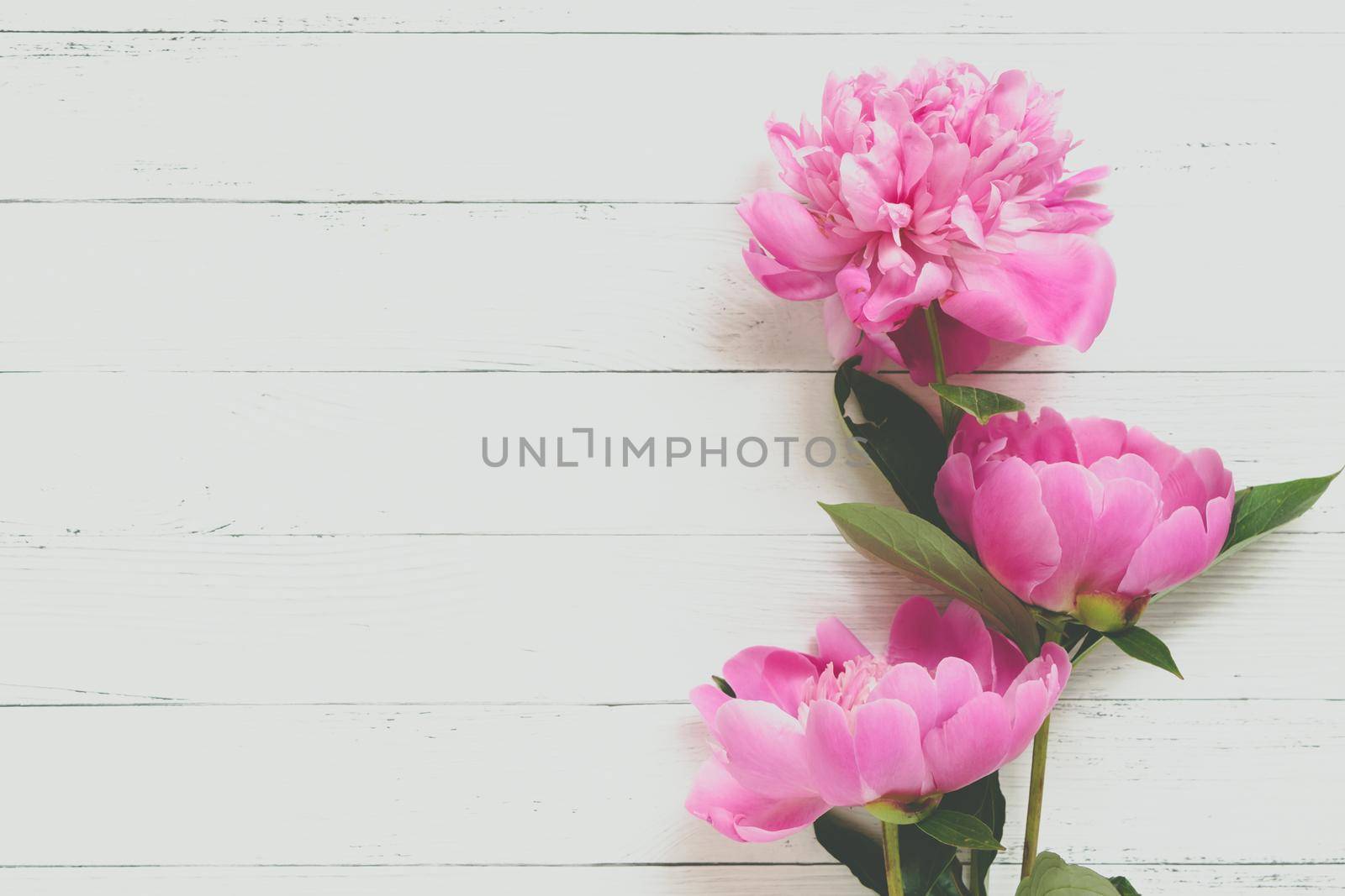 Beautiful Fluffy pink peonies flowers background. Copyspace.