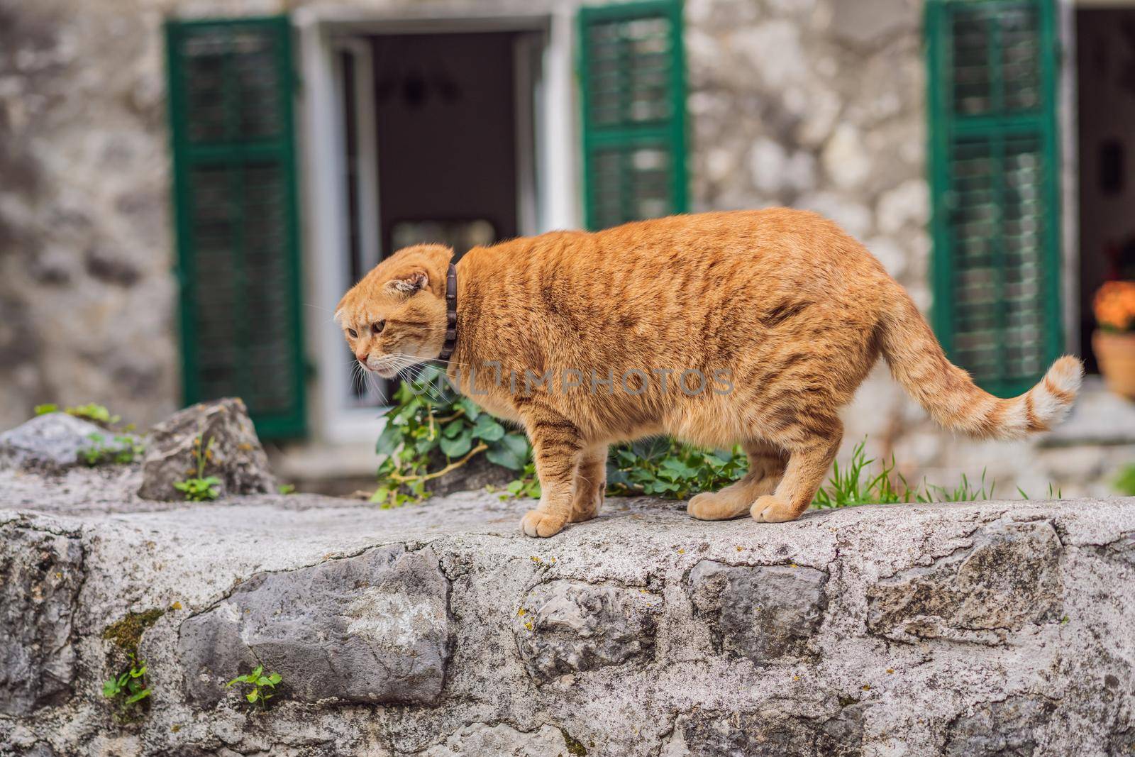Cat on the street of Kotor, the city with the cats in Montenegro by galitskaya