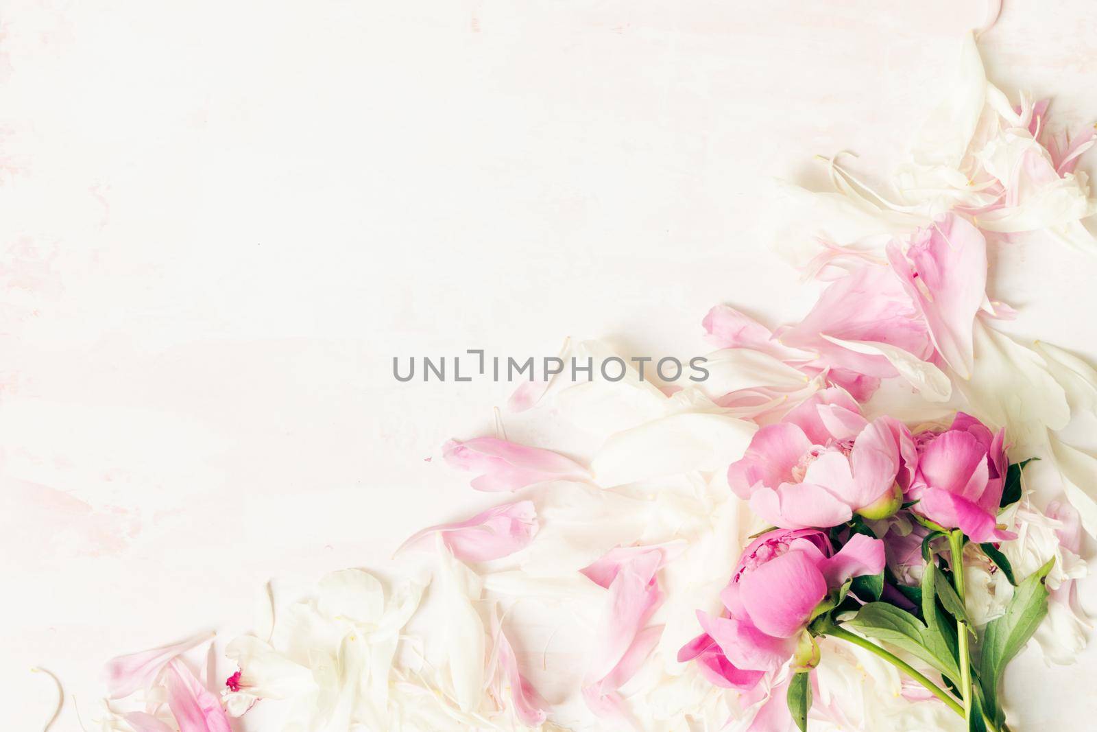 Border of Beautiful pink and white peony flowers on table with copy space for your text top view and flat lay style.