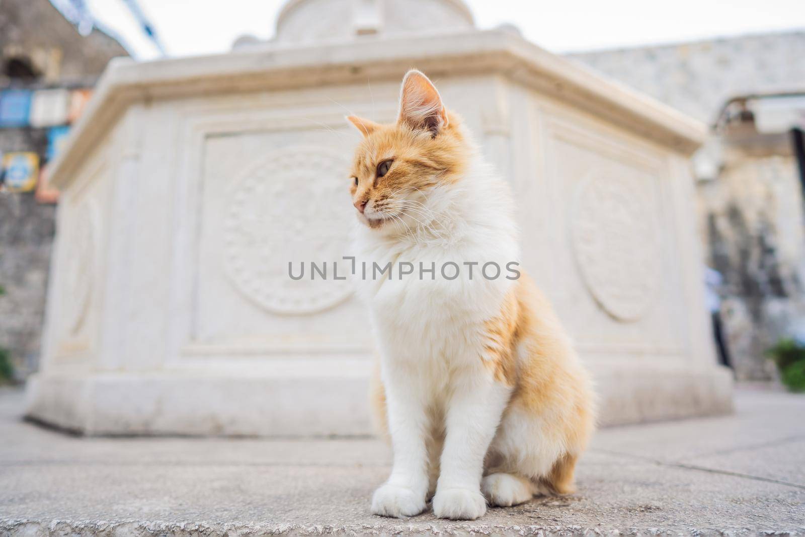 Cat on the street of Kotor, the city with the cats in Montenegro.