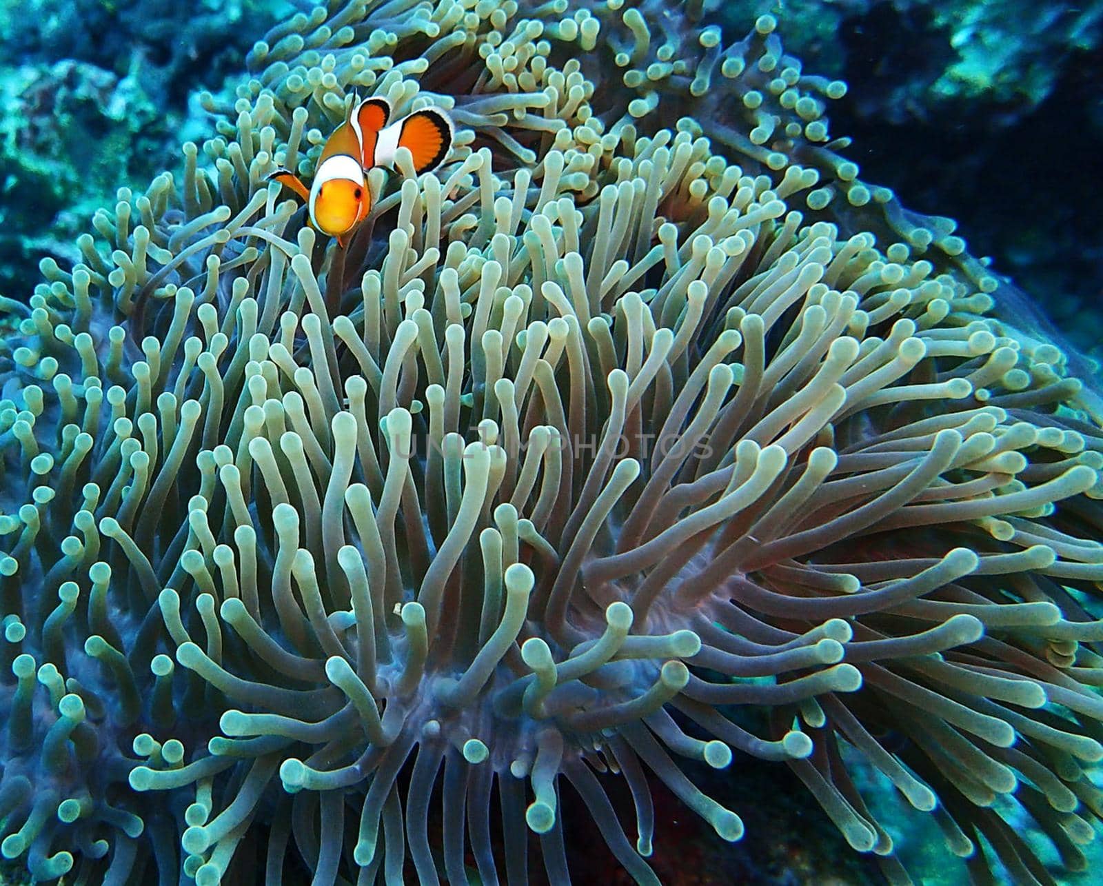 Picturesque underwater world with coral reefs