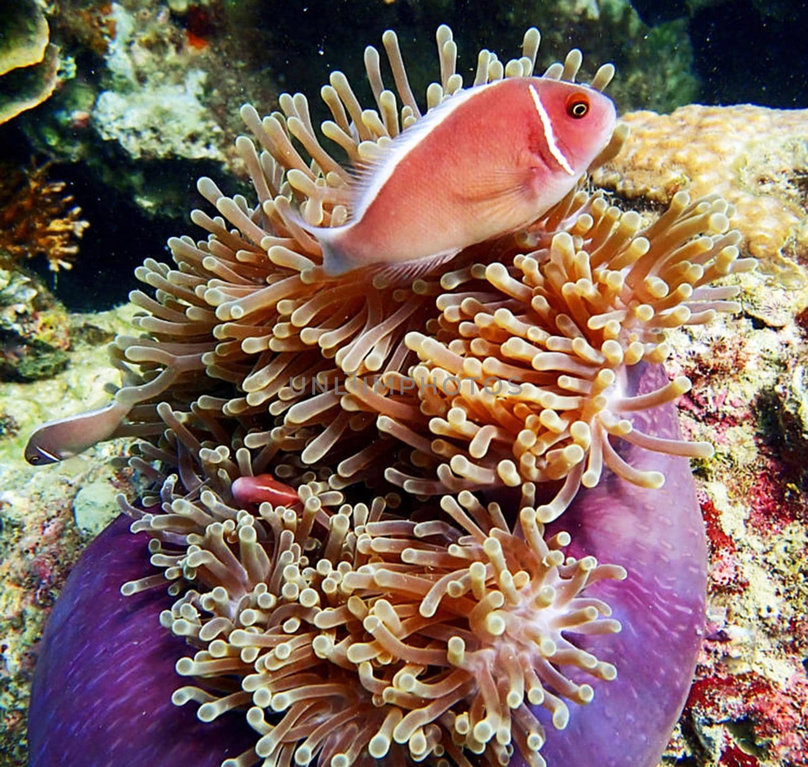 Picturesque underwater world with coral reefs