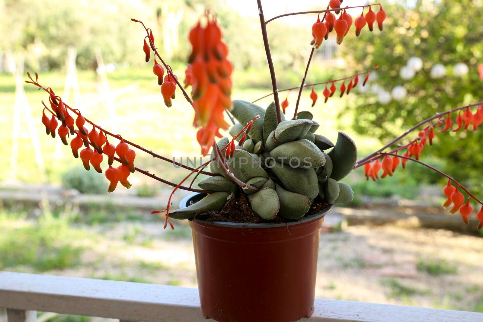 Gasteria Glomerata succulent plant in bloom in the garden