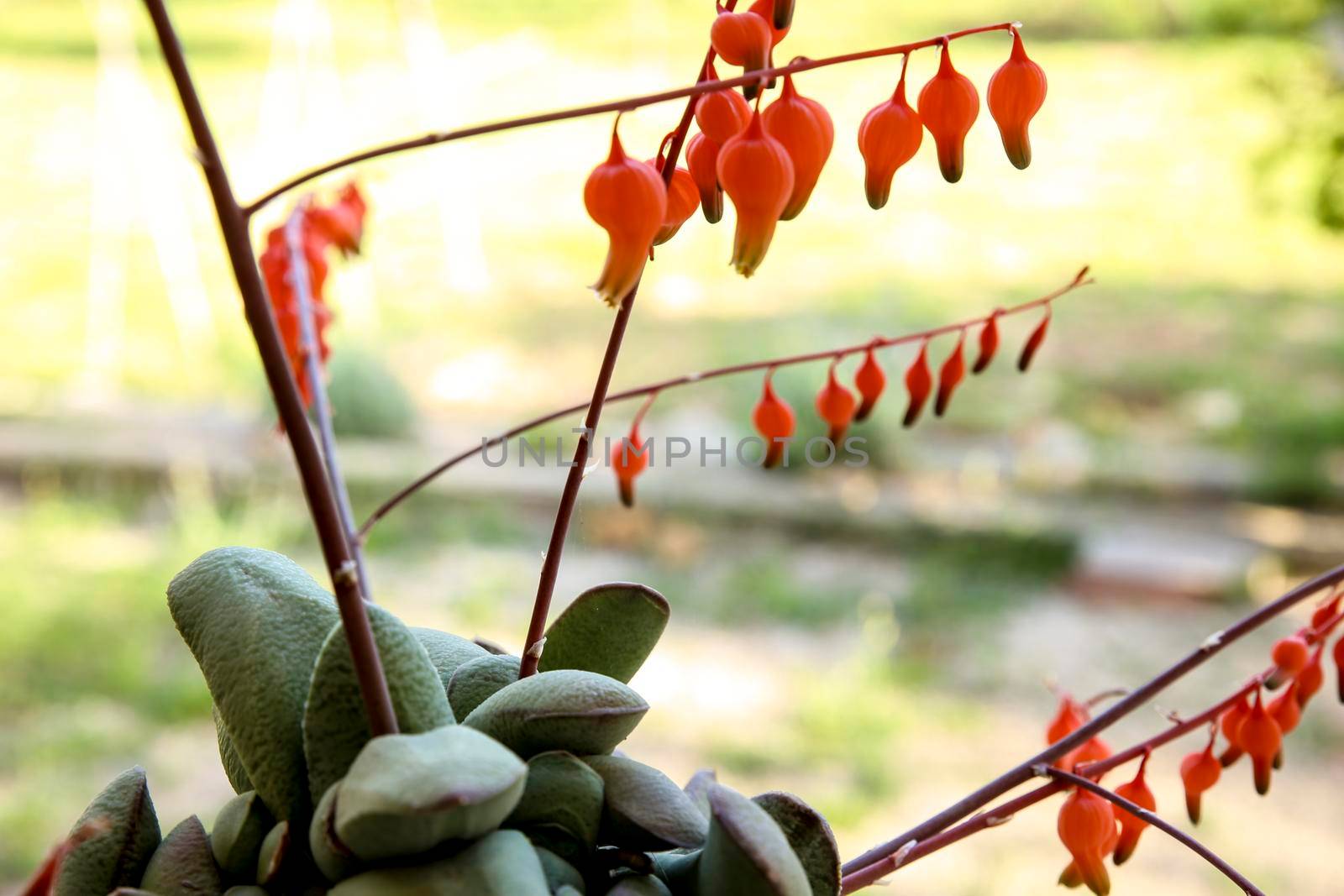 Gasteria Glomerata succulent plant in bloom in the garden