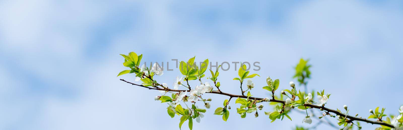 White blossoming apple trees in the sunset light. Spring season, spring colors