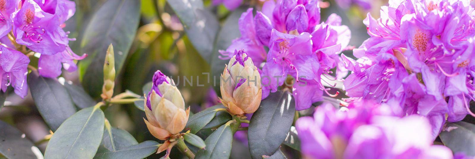 Pink rhododendron flower. Natural beauty. Aroma fragrance. Blossoming bush. Rhododendron pink flower blooming.Azalea blooming pink and purple spring flowers. Gardening, web banner by YuliaYaspe1979