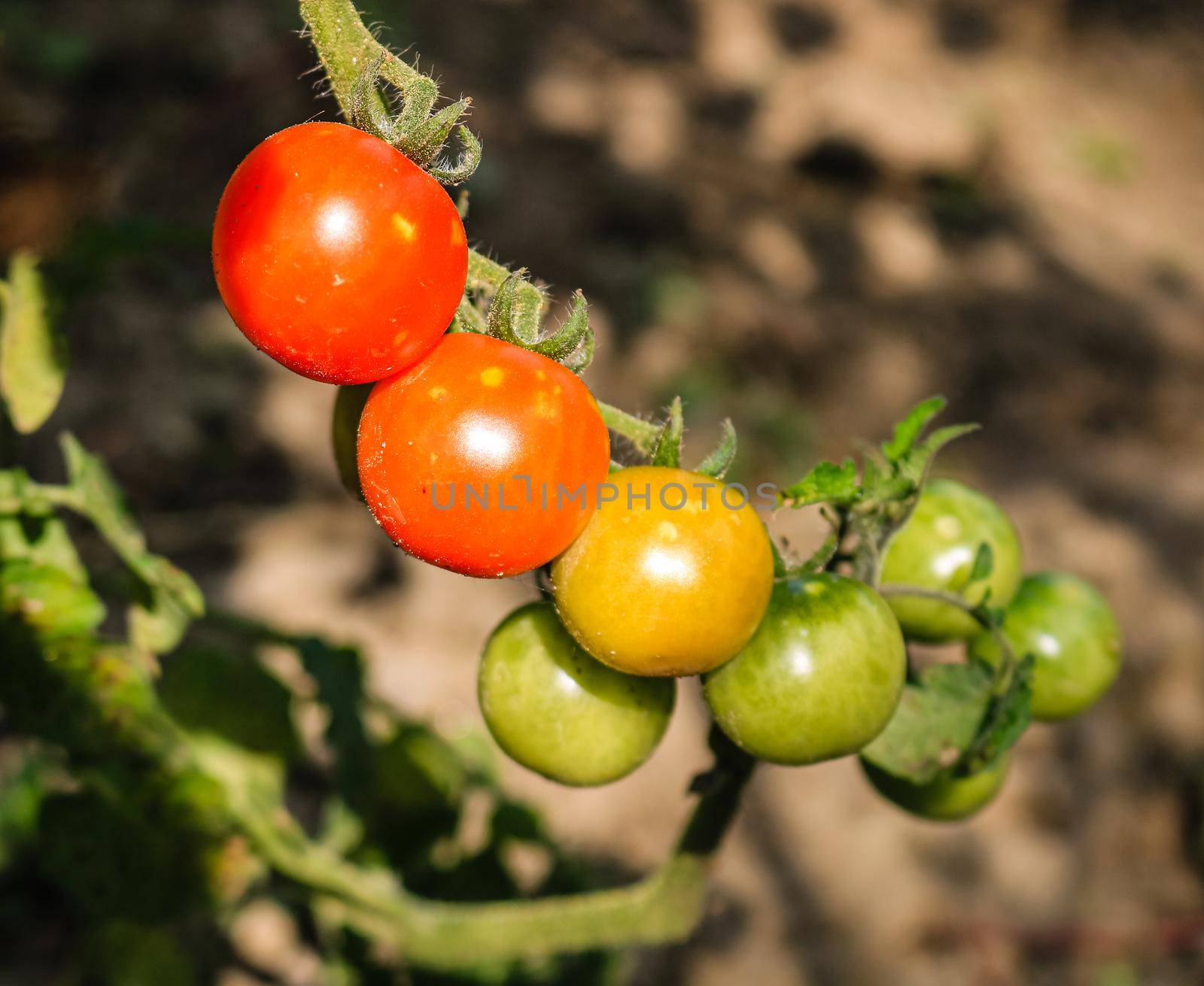 Unripe and ripe cherry tomatoes on a branch in a garden. by vladispas