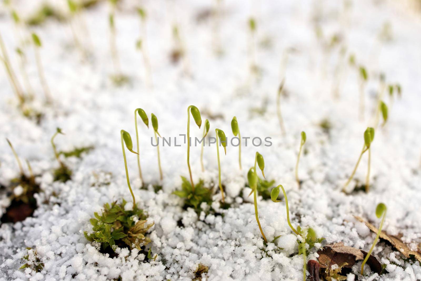 Young Sphagnum Moss Shoots Sprout Through a Fresh Layer of Graupel Snow in Spring. High quality photo